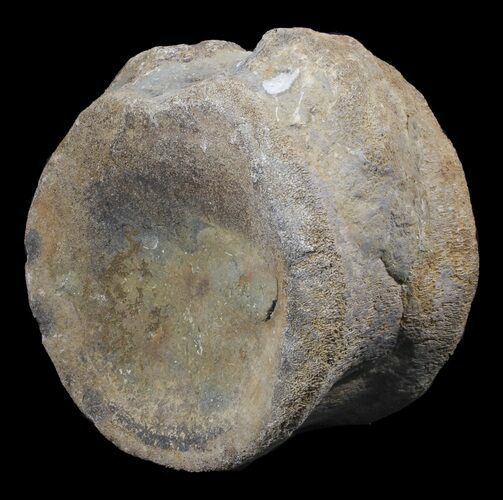 Rare, British Cetiosaur (Sauropod Dinosaur) Vertebrae - wide #62653